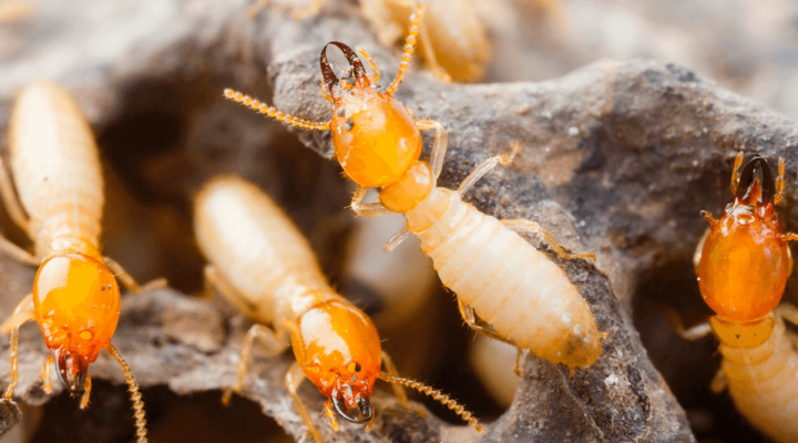 Unveiling the Intricate Behaviors of Termites: Insights into Their Fascinating Social and Ecological Interactions
